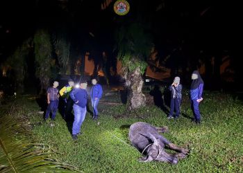 OPERASI HAIWAN MERAYAU MDBG DIPERGIAT